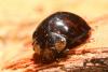 Harmonia axyridis